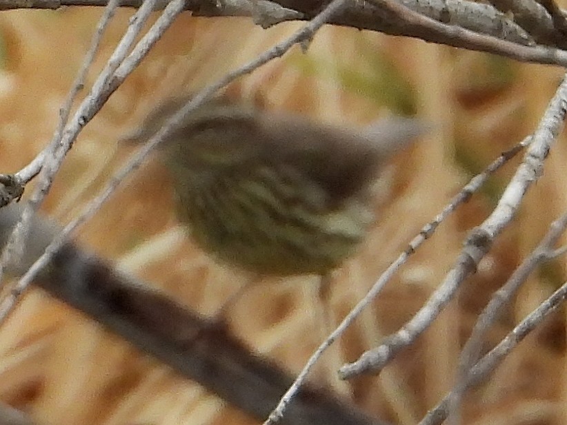 Northern Waterthrush - ML338060391