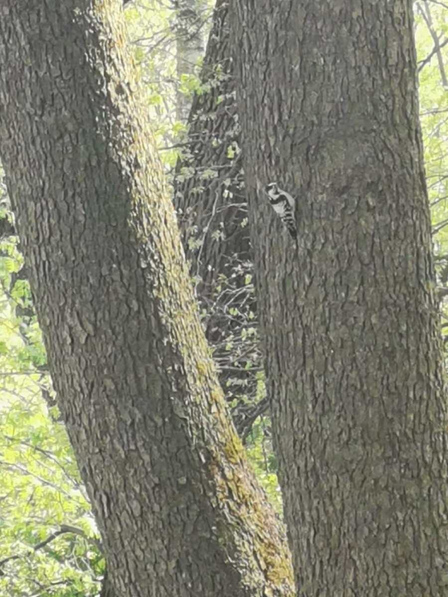 Lesser Spotted Woodpecker - ML338060911