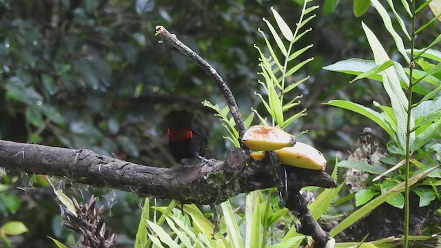 Crimson-collared Tanager - ML338062111