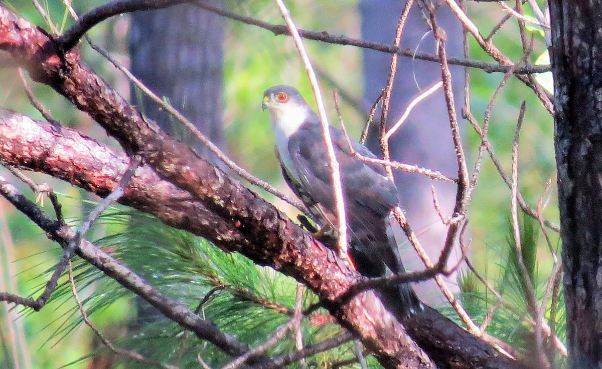 Sharp-shinned Hawk (White-breasted) - ML33806291