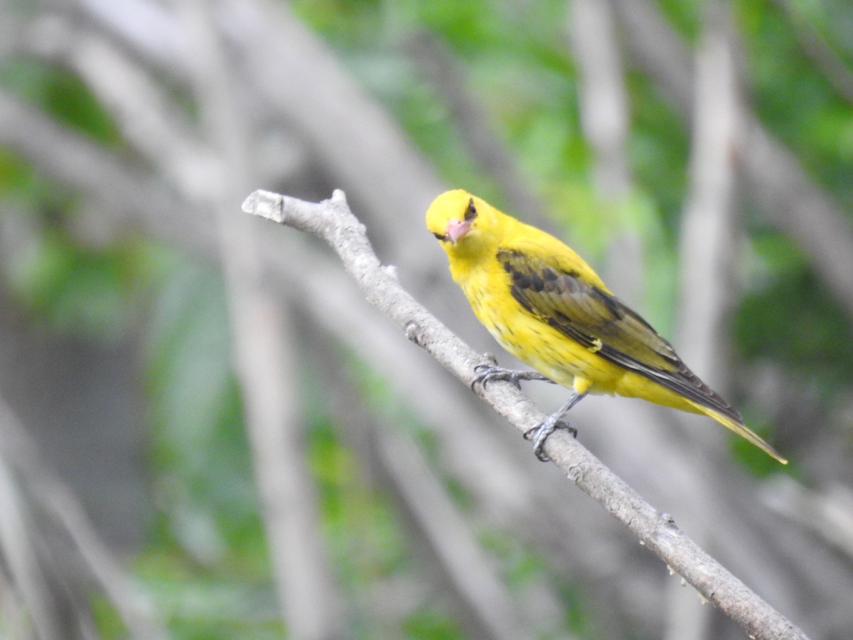 Indian Golden Oriole - ML338063481