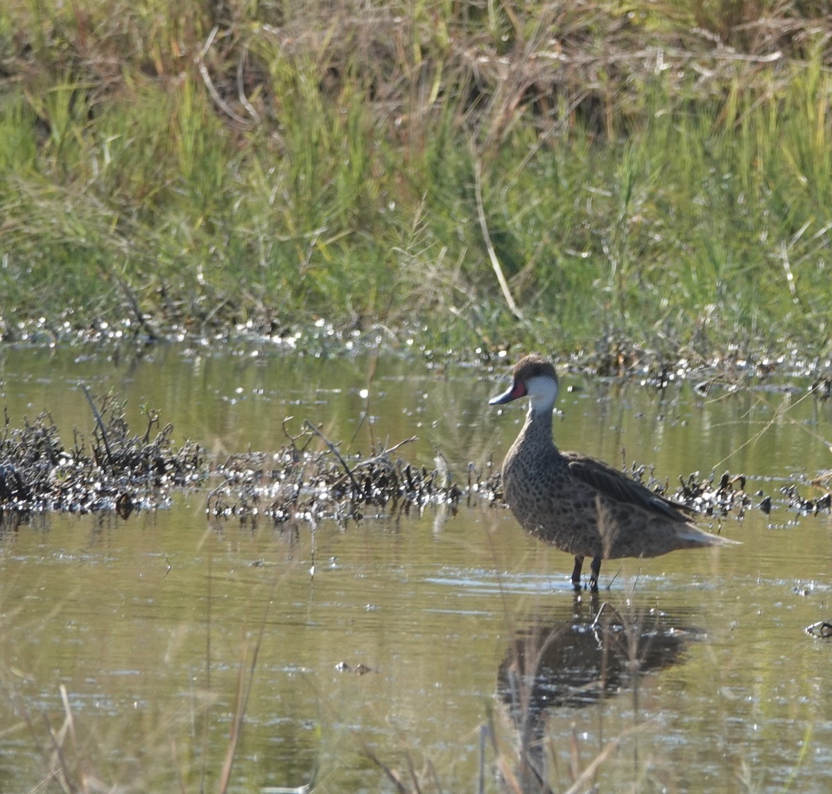 White-cheeked Pintail - Luciano Mathieu