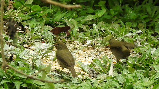 Yellow-faced Grassquit - ML338067001