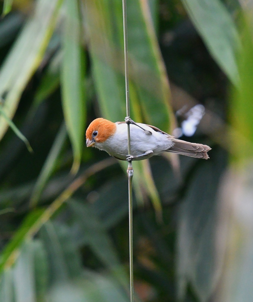 White-breasted Parrotbill - Rofikul Islam