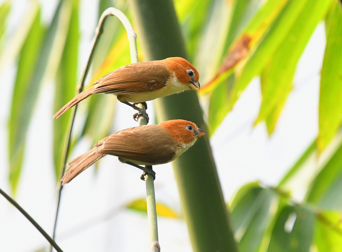 White-breasted Parrotbill - Rofikul Islam