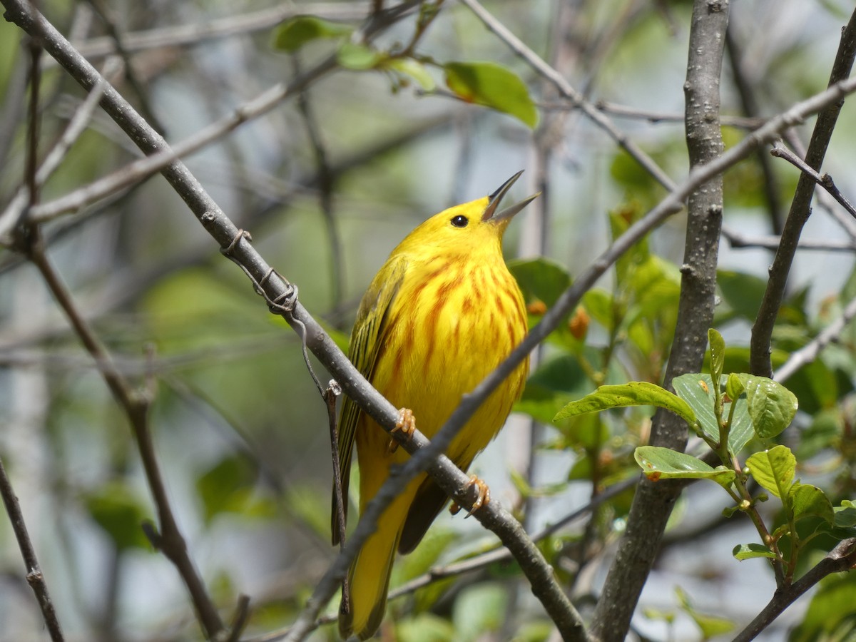 Paruline jaune - ML338069391