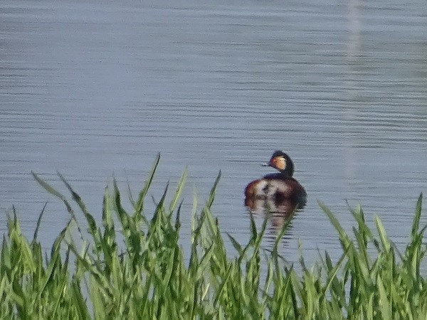 Eared Grebe - ML338069411