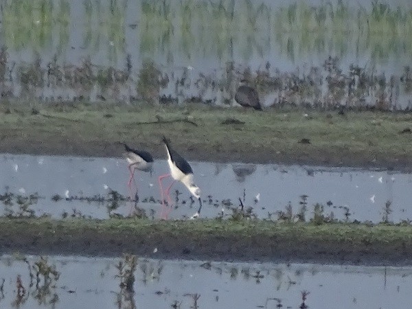 Black-winged Stilt - ML338069501