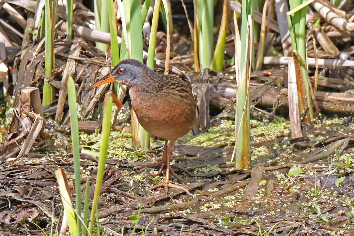 Virginia Rail - David Schlabach