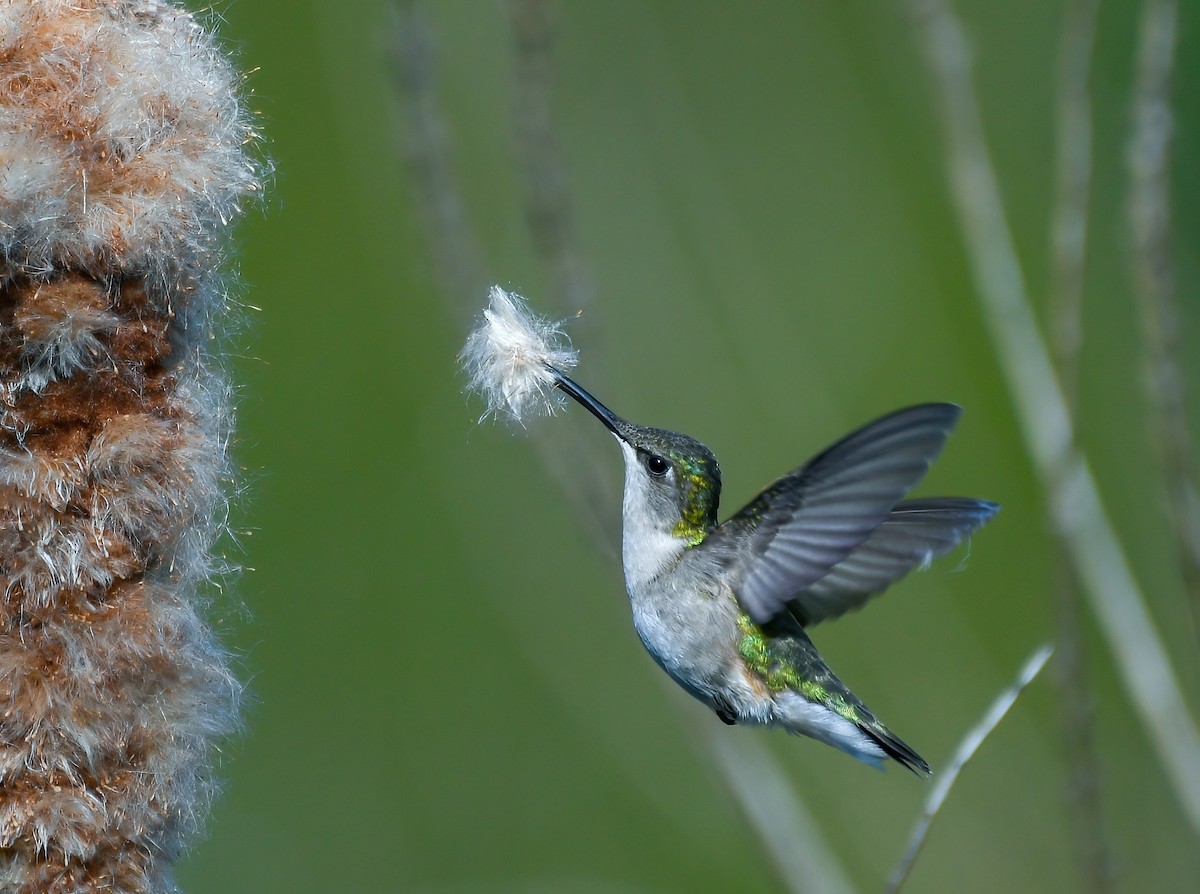 Ruby-throated Hummingbird - ML338071601