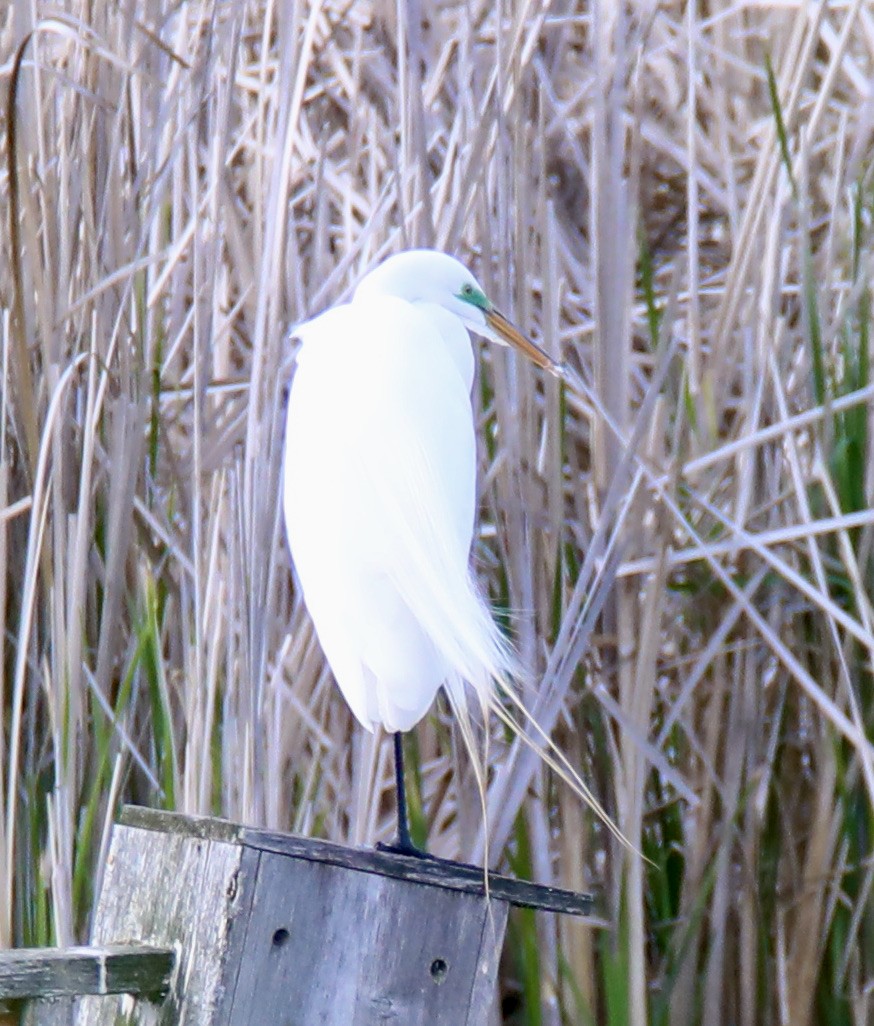 Great Egret - Stacy Elliott