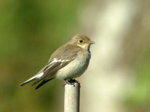 European Pied Flycatcher - ML338072101