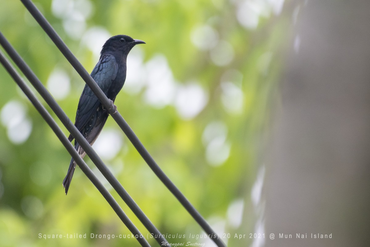 Square-tailed Drongo-Cuckoo - ML338073601