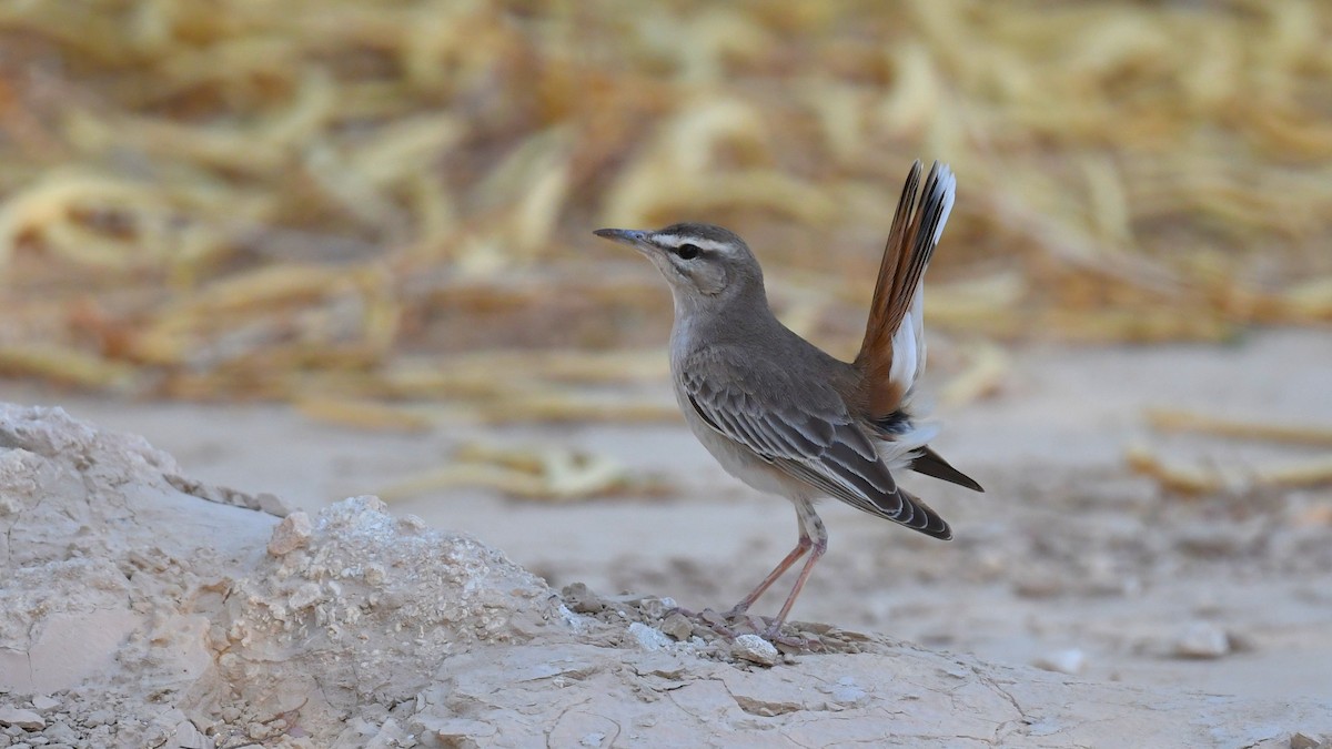 Rufous-tailed Scrub-Robin - ML338073801