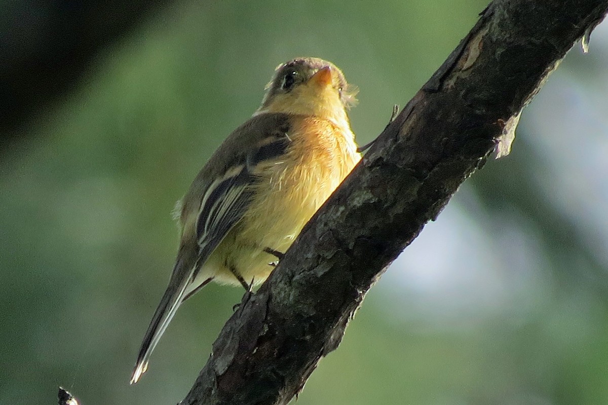 Buff-breasted Flycatcher - ML33807541