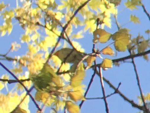 Blackburnian Warbler - ML338077271