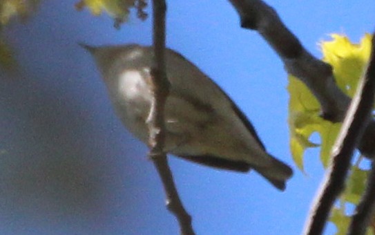 lesňáček sp. (Parulidae sp.) - ML338077501