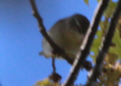 new world warbler sp. - ML338077511