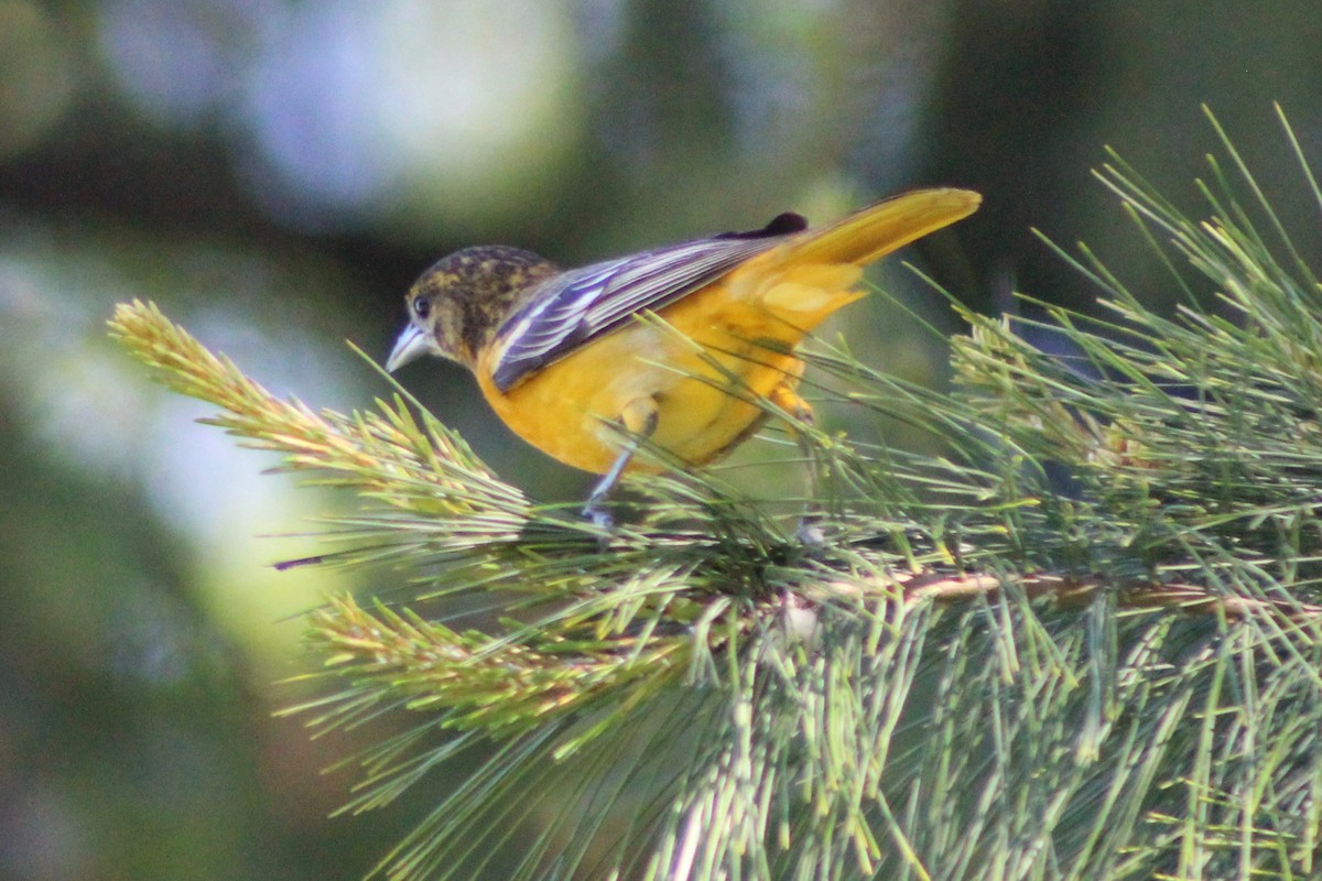 Oriole de Baltimore - ML338077921