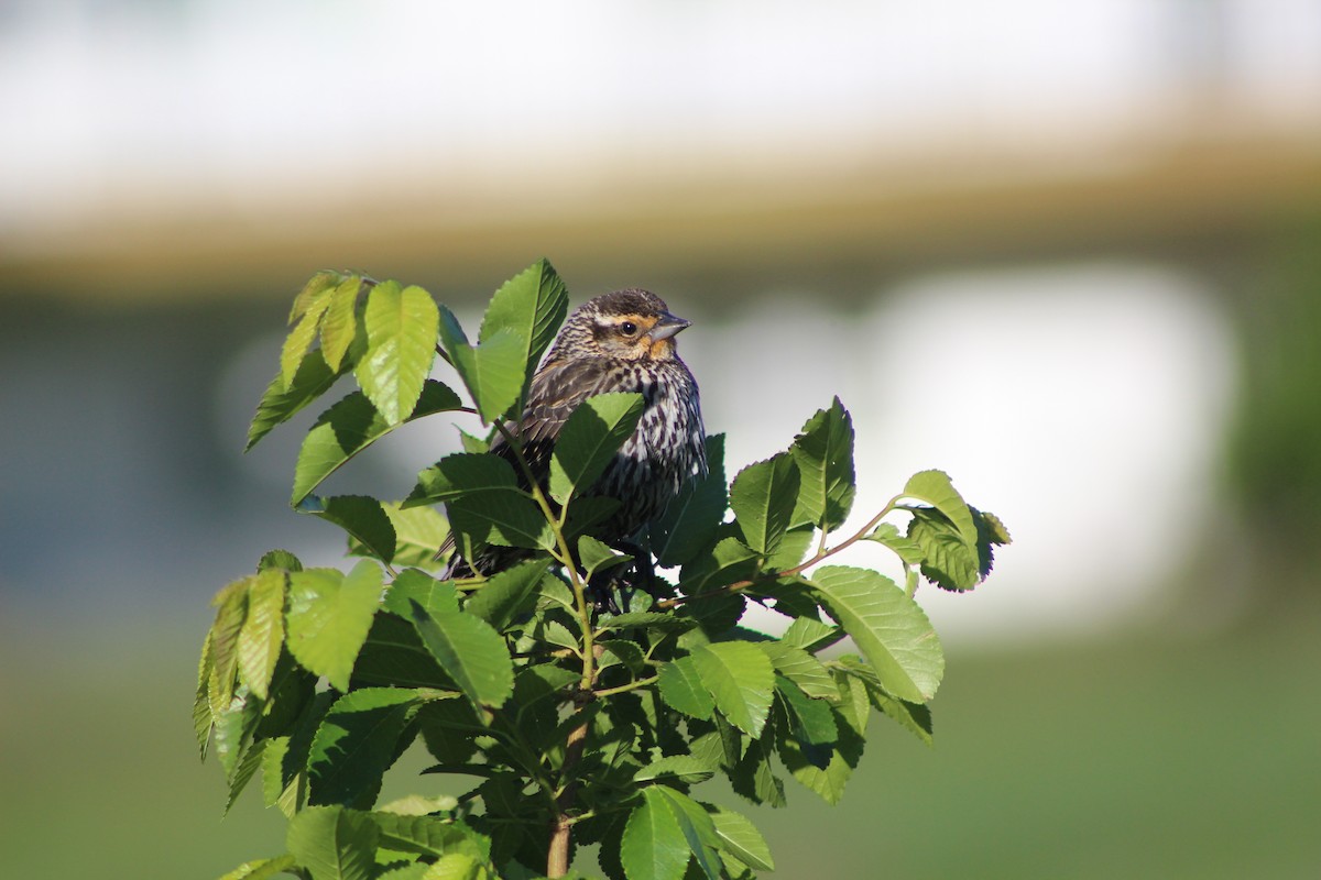 Red-winged Blackbird - ML338078021