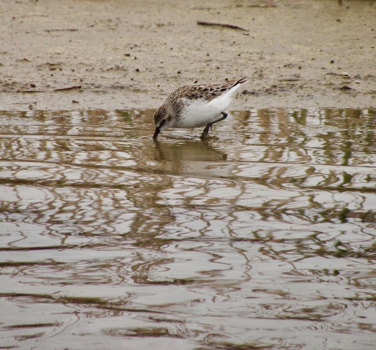 Semipalmated Sandpiper - ML338078351