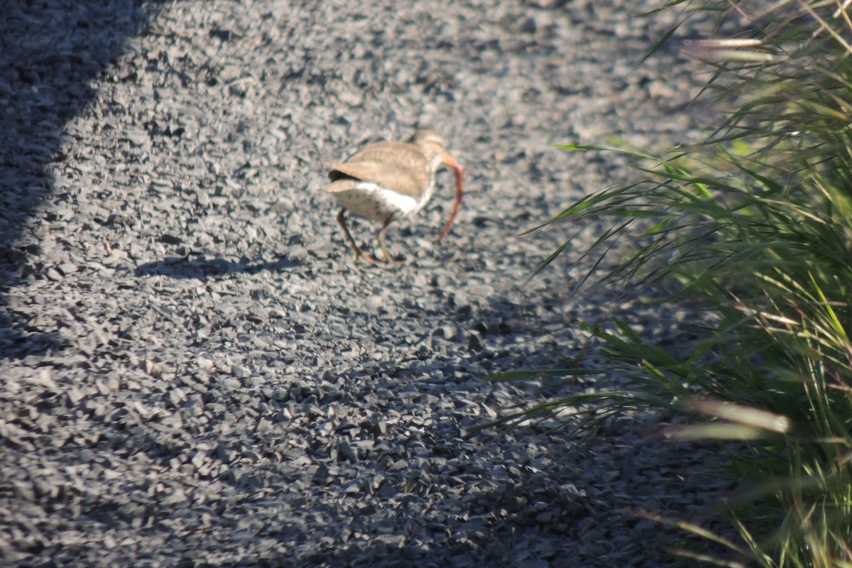 Spotted Sandpiper - ML338078641