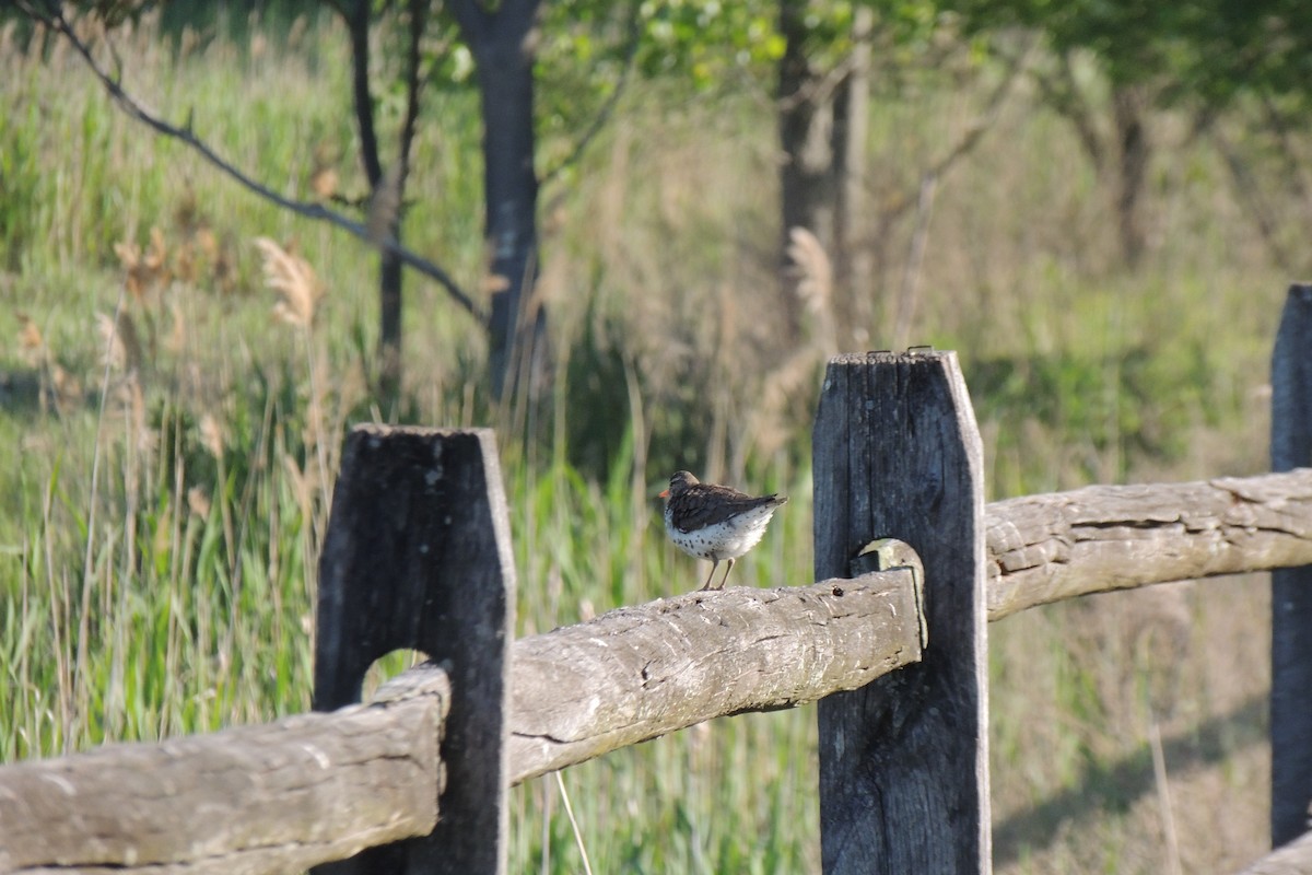 Spotted Sandpiper - ML338078671