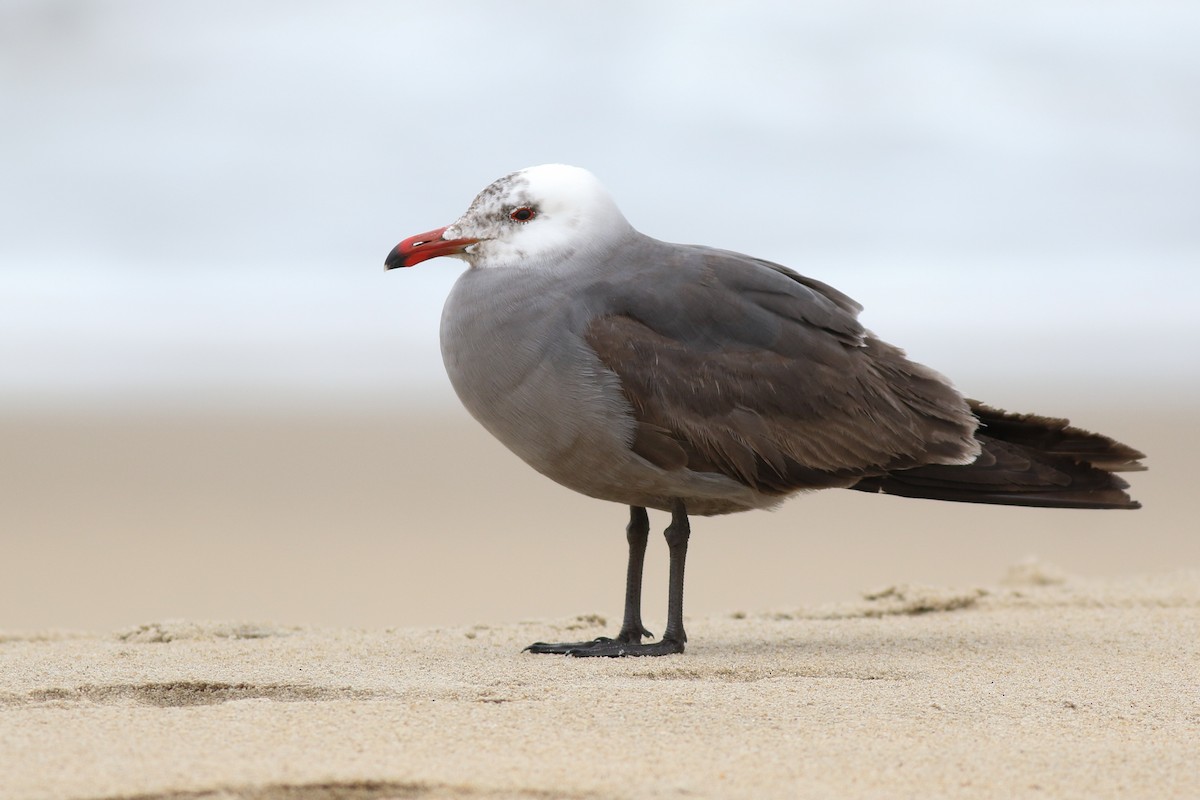 Heermann's Gull - ML338079611