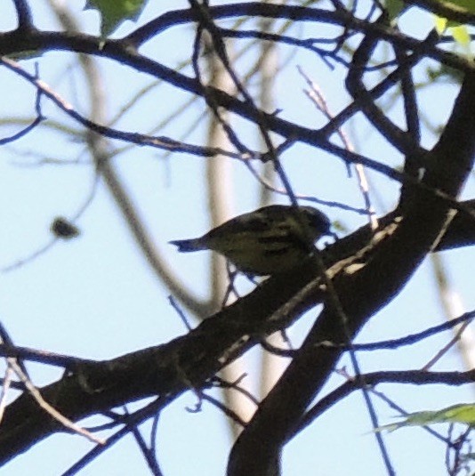 Magnolia Warbler - ML338079871