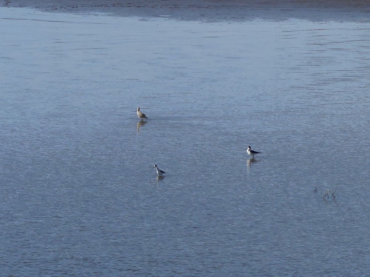 Marbled Godwit - Jon Manwaring