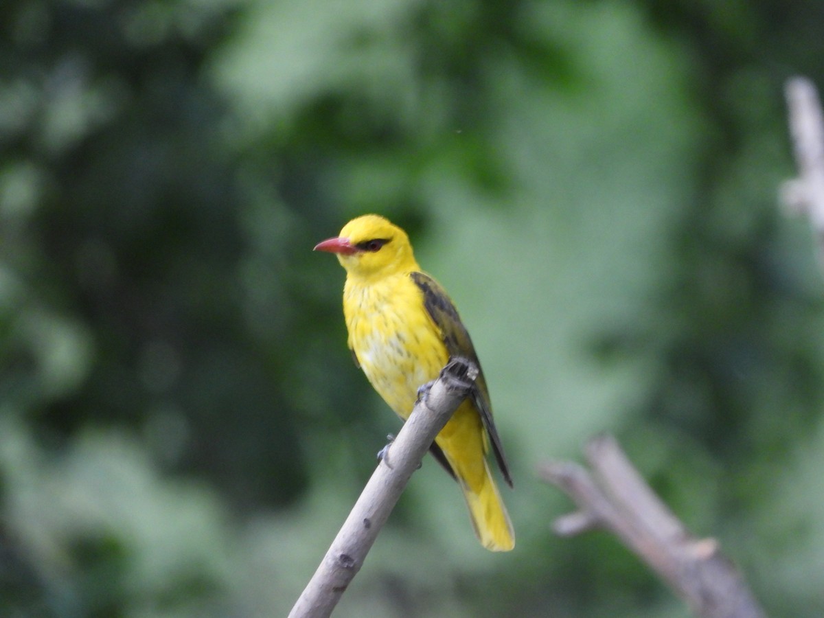 Indian Golden Oriole - ML338080221