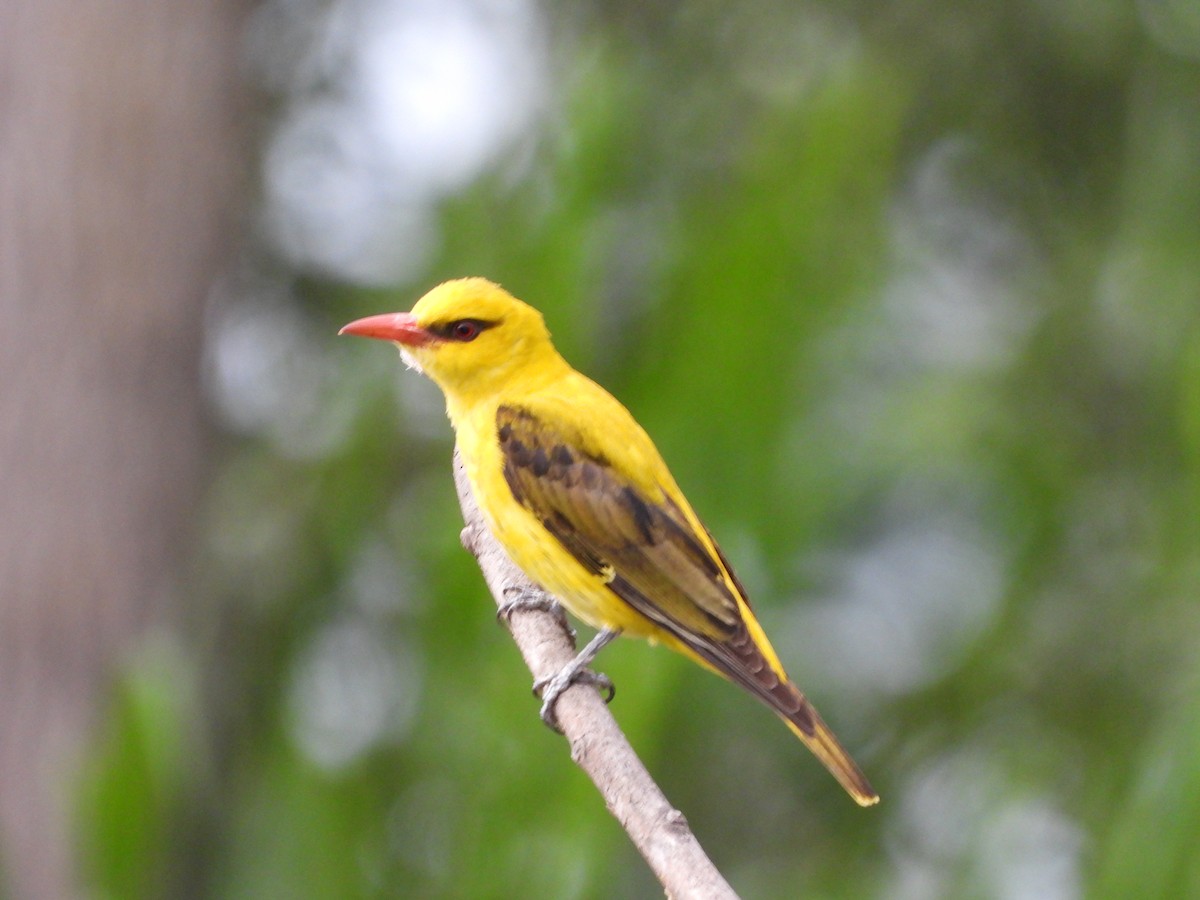 Indian Golden Oriole - ML338080231