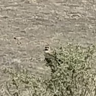 Horned Lark - ML338080411