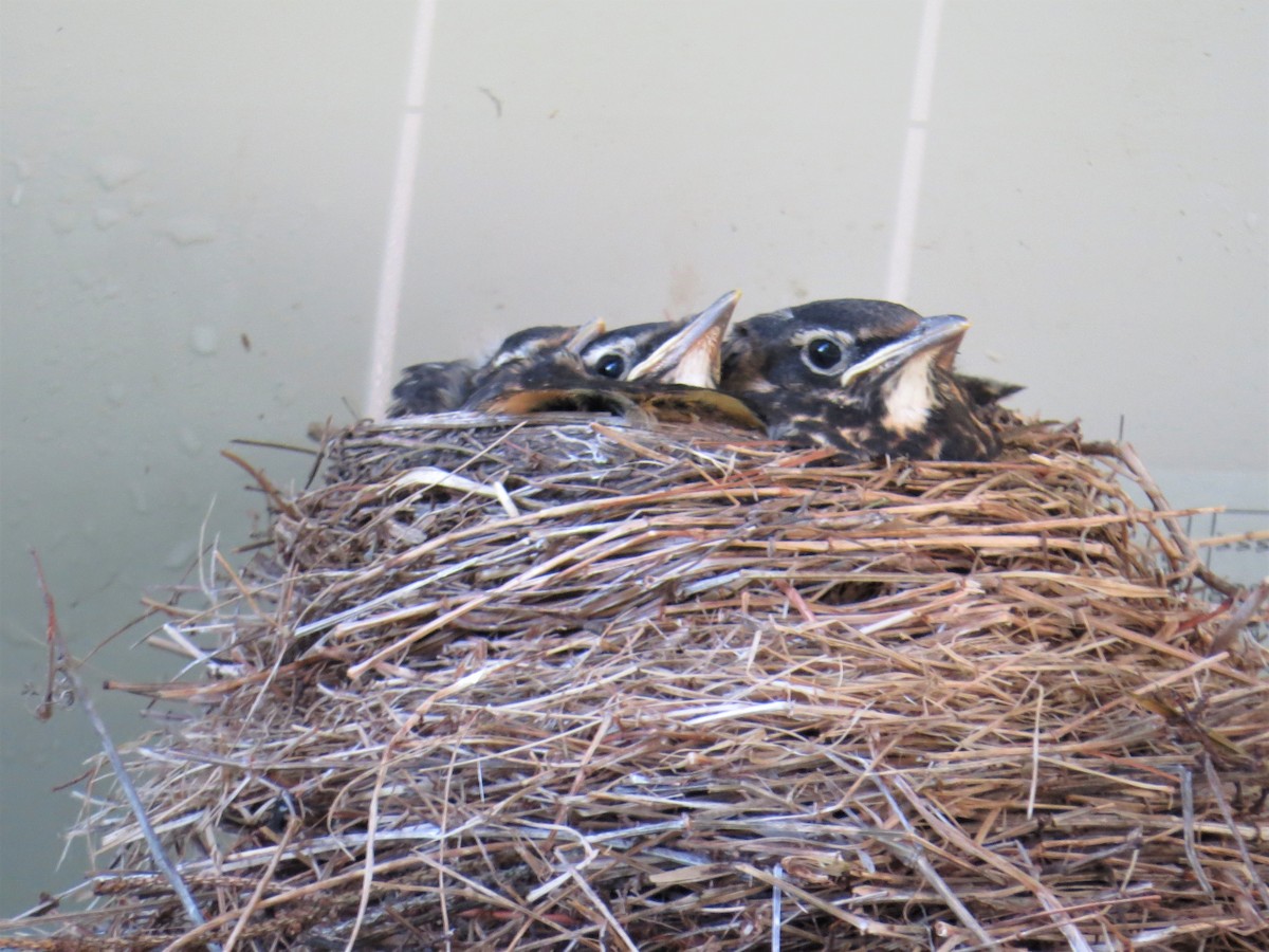 American Robin - ML338080631