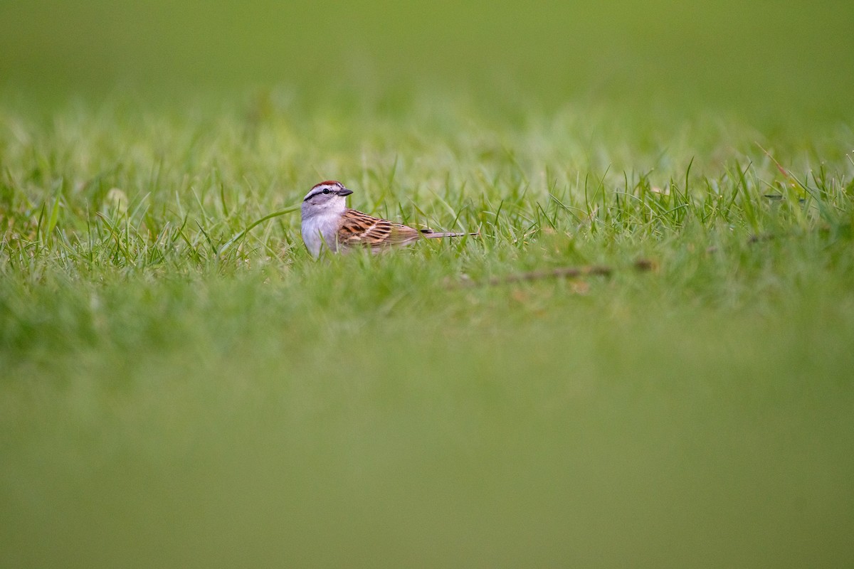 Chipping Sparrow - ML338081151