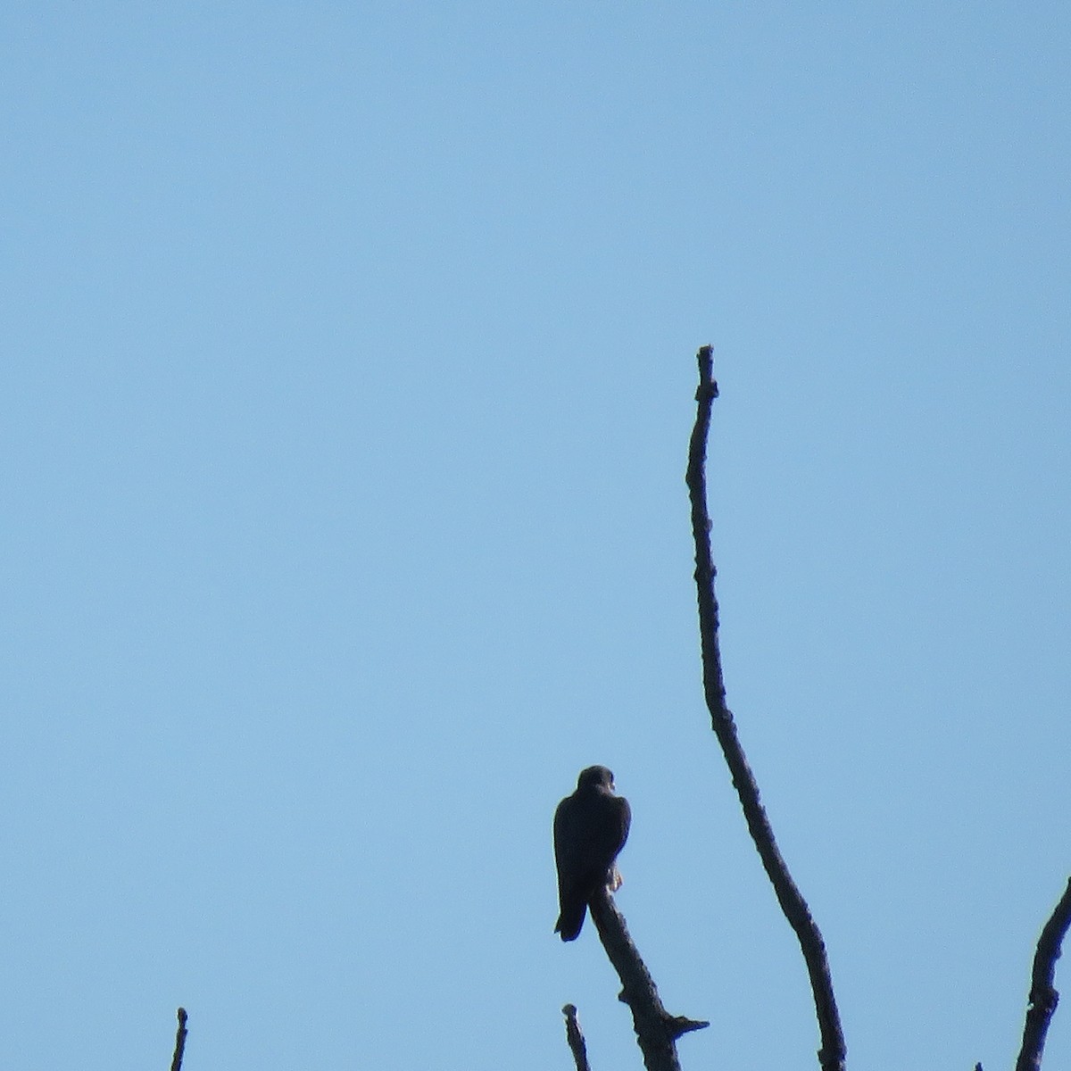 sokol stěhovavý - ML338081741