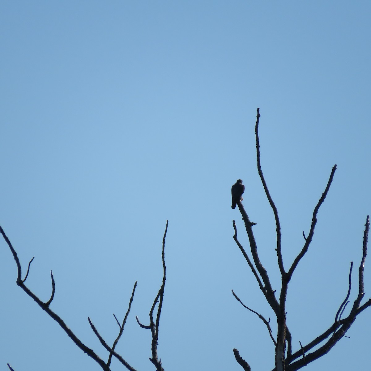 Peregrine Falcon - ML338081751