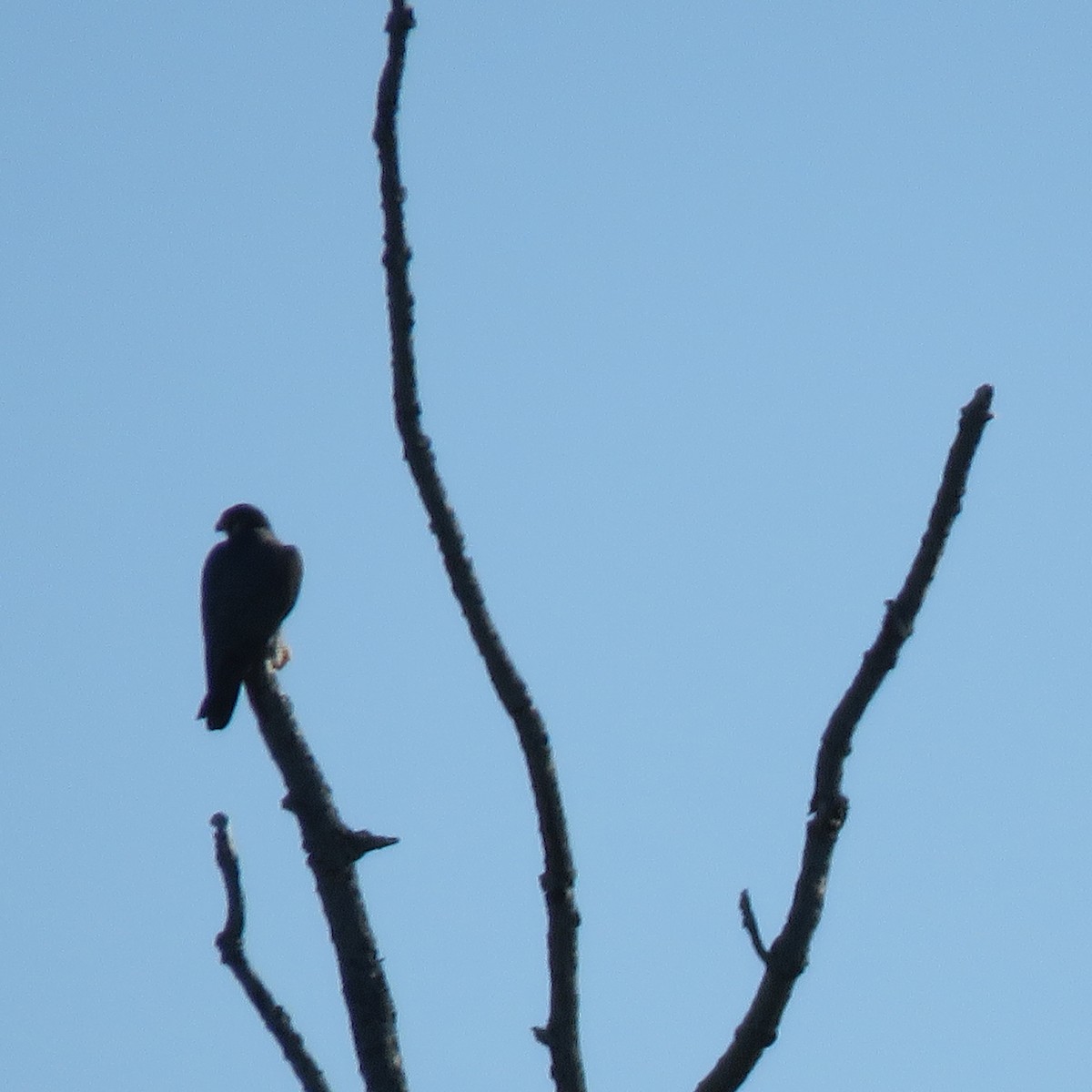 sokol stěhovavý - ML338081761