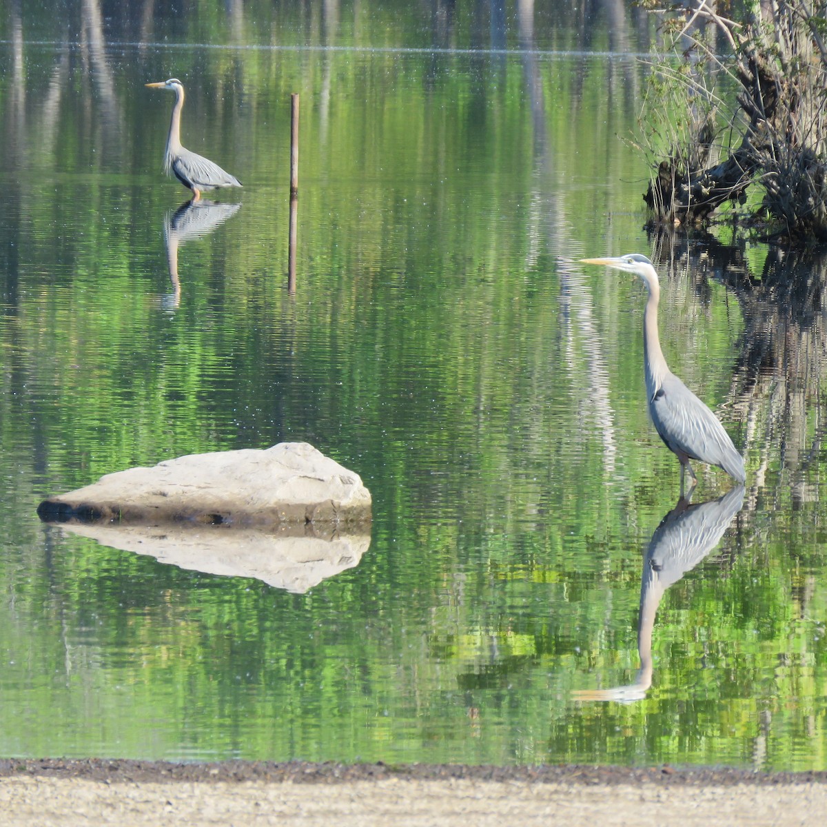 volavka velká - ML338082021