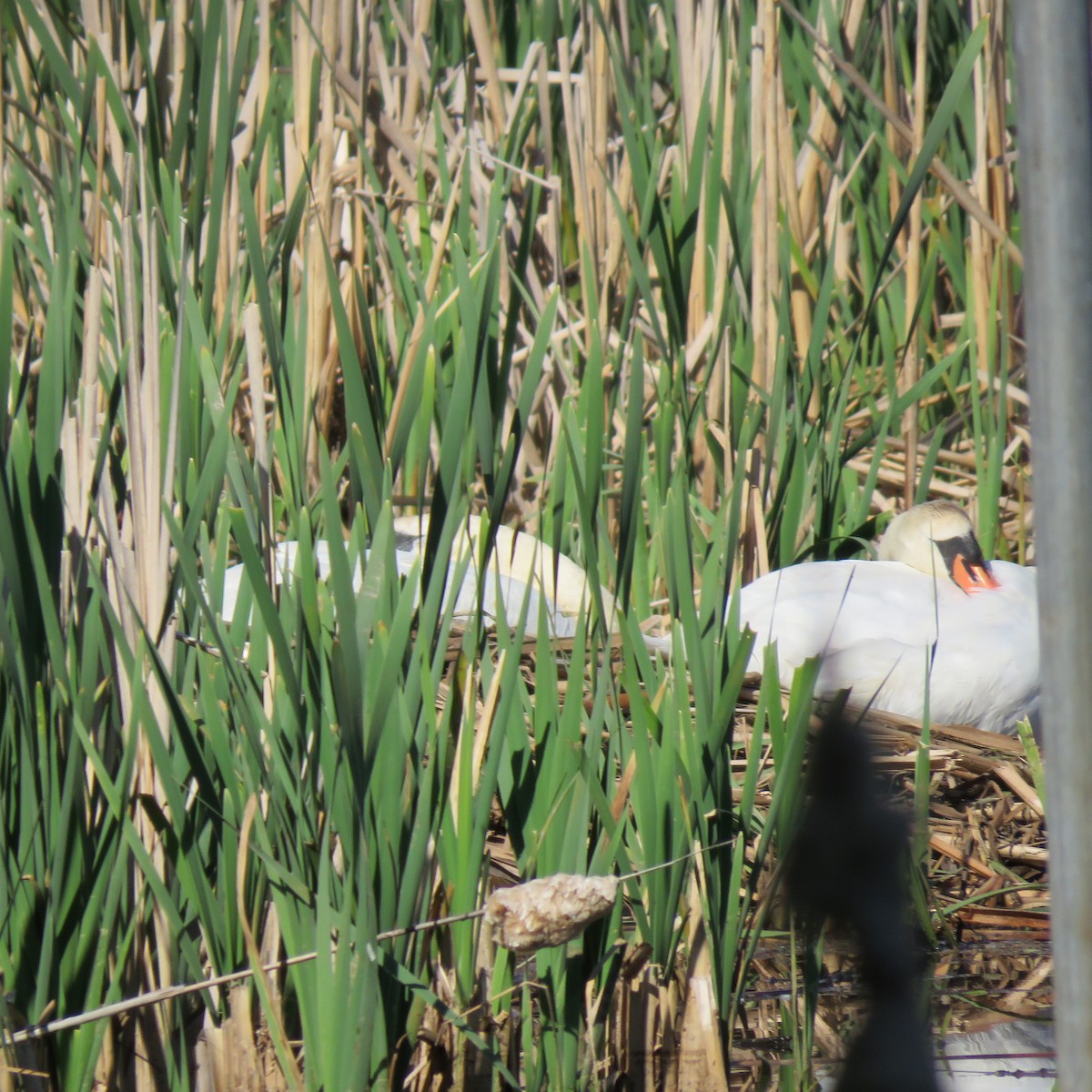 Mute Swan - Jean DiBenedetto