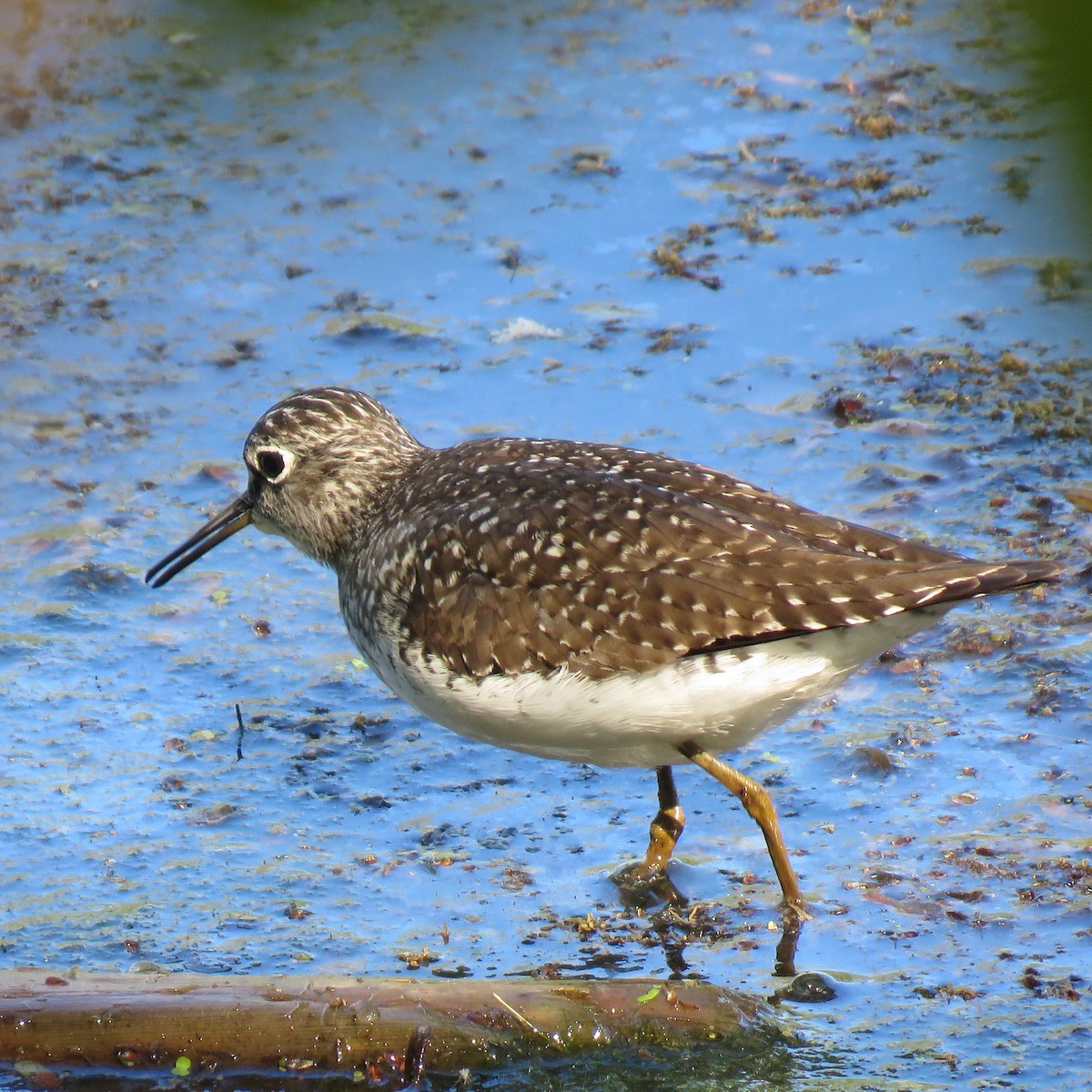 vodouš samotářský - ML338082241