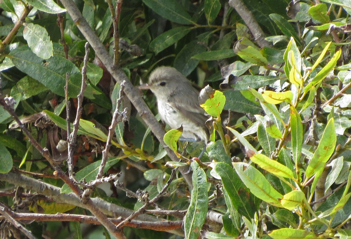 Bell's Vireo - ML33808371