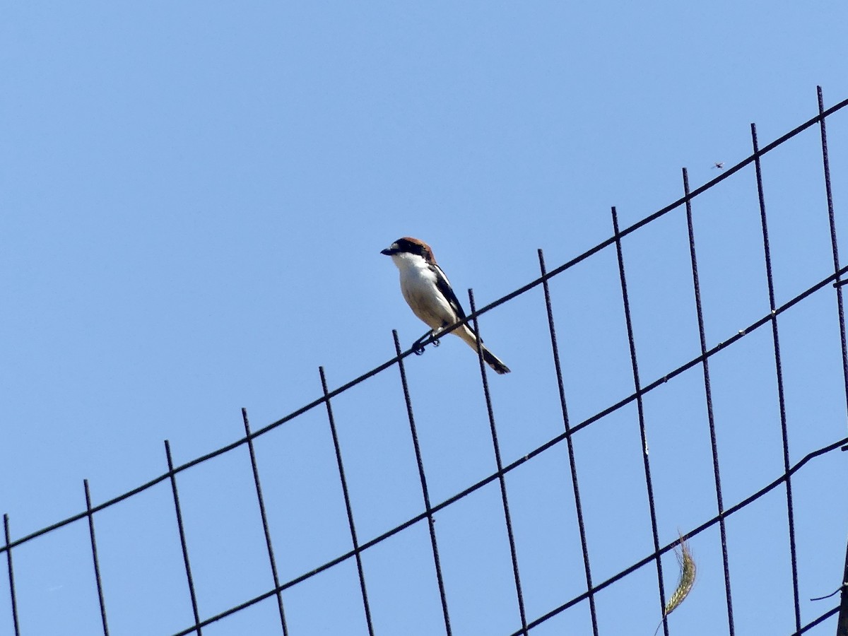 Woodchat Shrike - ML338084481