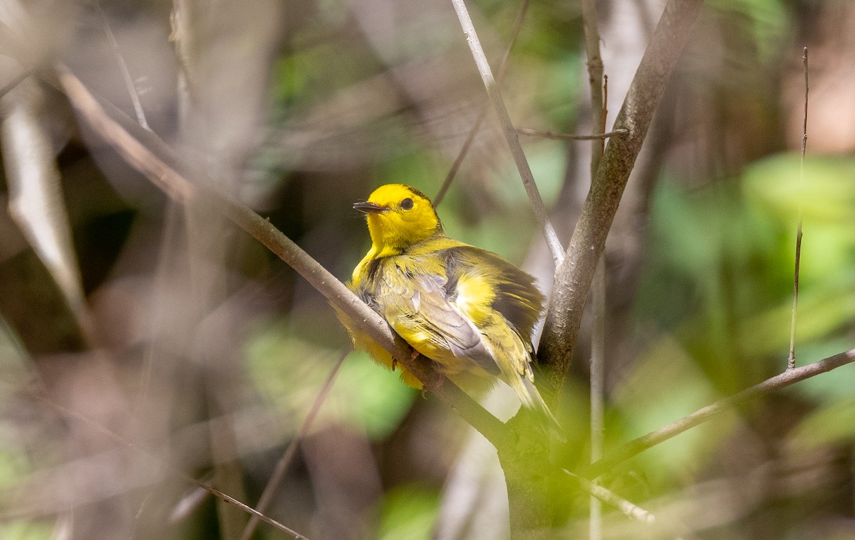 Hooded Warbler - ML338084811