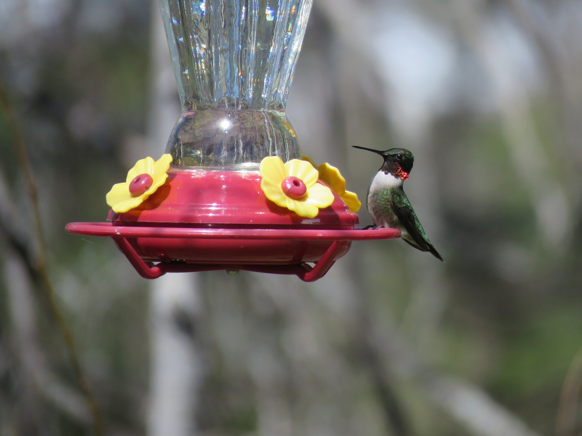 Ruby-throated Hummingbird - ML338087021