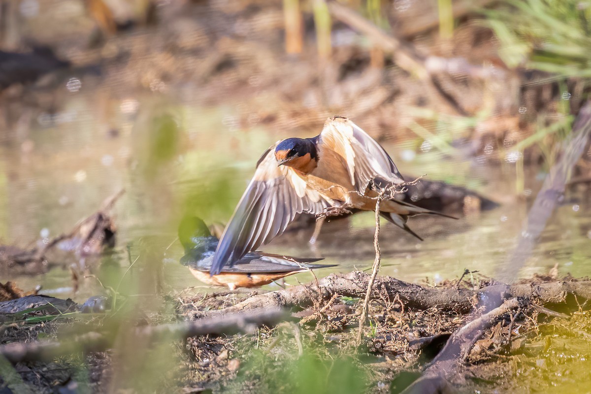 Barn Swallow - Tim Ellens