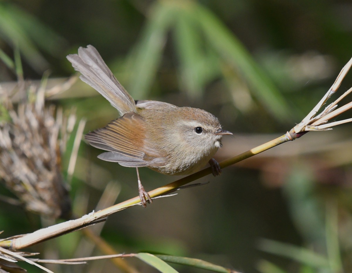 Hume's Bush Warbler - ML338089941