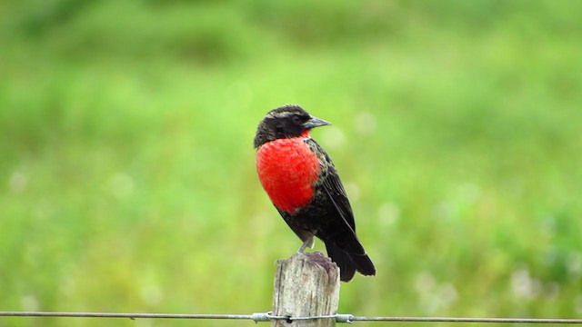 ムネアカマキバドリ - ML338090231