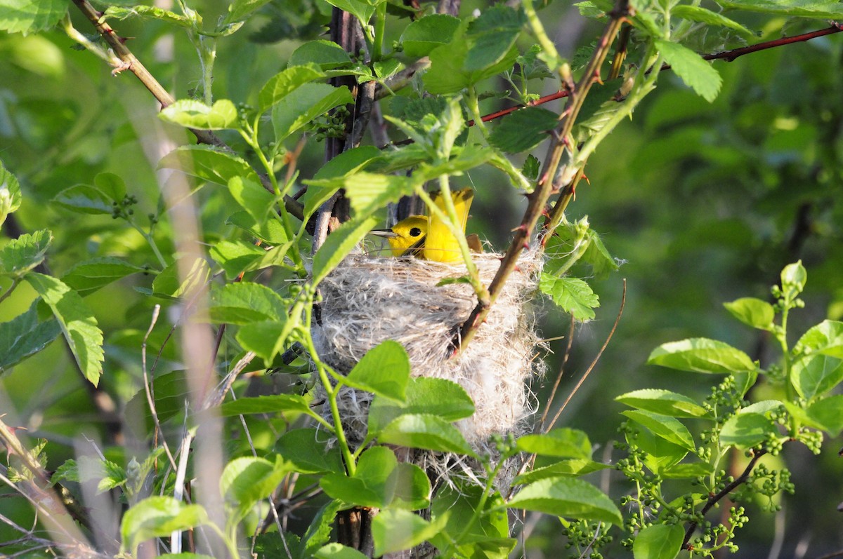 Yellow Warbler - ML338090371