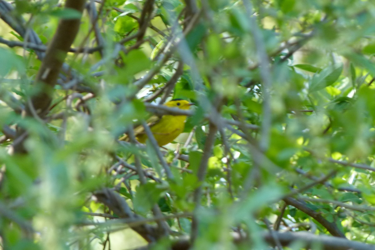Wilson's Warbler - ML338090741